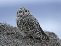 IMG 2284c  Short-eared Owl (Asio flammeus)